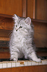 Siberian kitten