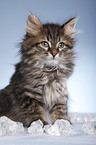 Siberian kitten