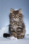 Siberian kitten