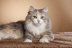 Siberian Cat