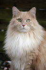 Siberian Cat