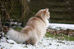 Siberian Cat