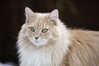 Siberian Cat