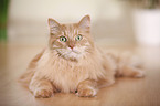 Siberian Cat