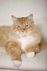 Siberian Cat