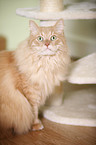 Siberian Cat