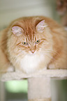 Siberian Cat