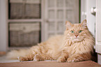 Siberian Cat