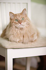 Siberian Cat