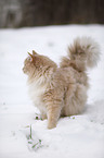 Siberian Cat