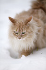 Siberian Cat