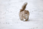 Siberian Cat