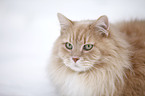 Siberian Cat Portrait