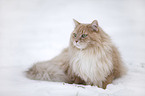 Siberian Cat