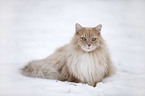 Siberian Cat