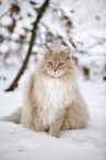 sitting Siberian Cat