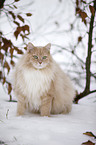 sitting Siberian Cat