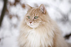 Siberian Cat Portrait