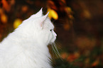 Siberian Cat Portrait