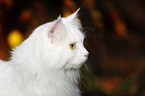 Siberian Cat Portrait