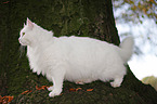 white Siberian Cat