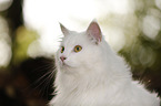 Siberian Cat Portrait