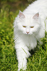 Siberian cat walks on meadow