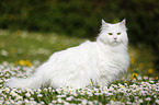 Siberian cat standing on meadow