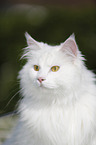 Portrait of a Siberian Cat