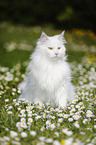 Siberian Cat sitting on flower meadow