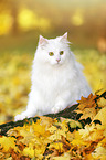 Siberian Cat