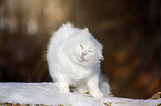 Siberian Cat in winter