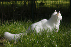 white tomcat in grass