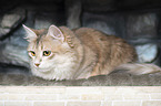 lying Siberian Cat