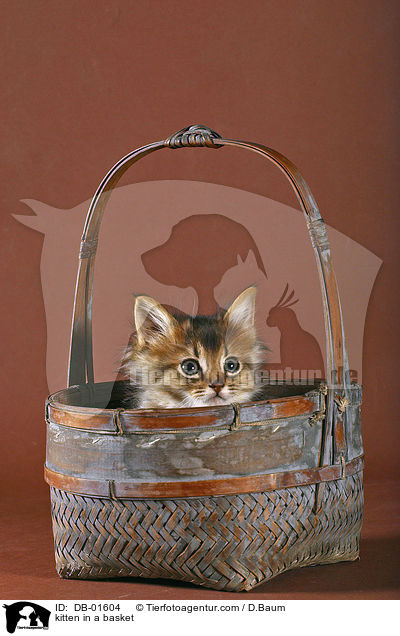 Ktzchen im Krbchen / kitten in a basket / DB-01604
