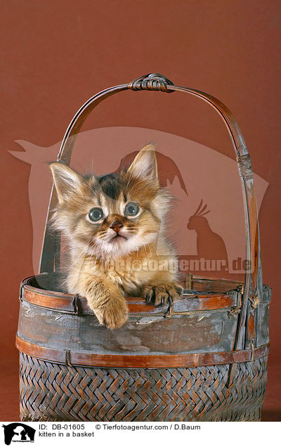 Ktzchen im Krbchen / kitten in a basket / DB-01605
