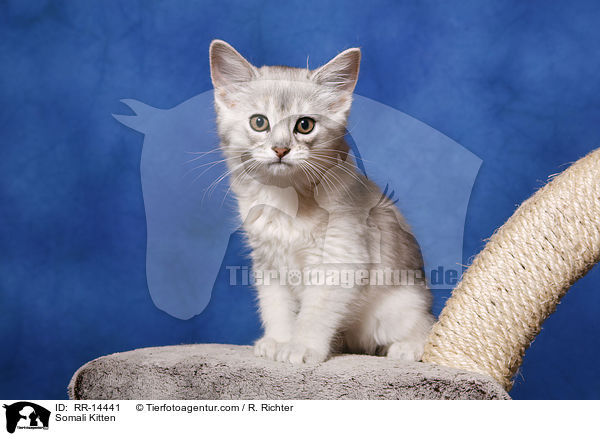 Somali Ktzchen / Somali Kitten / RR-14441