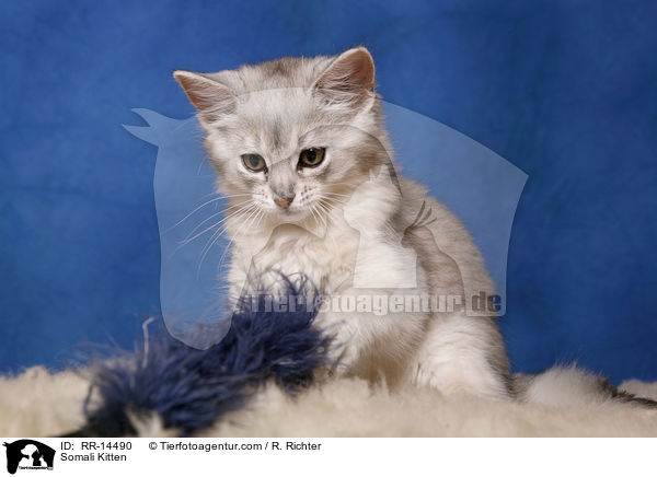 Somali Ktzchen / Somali Kitten / RR-14490