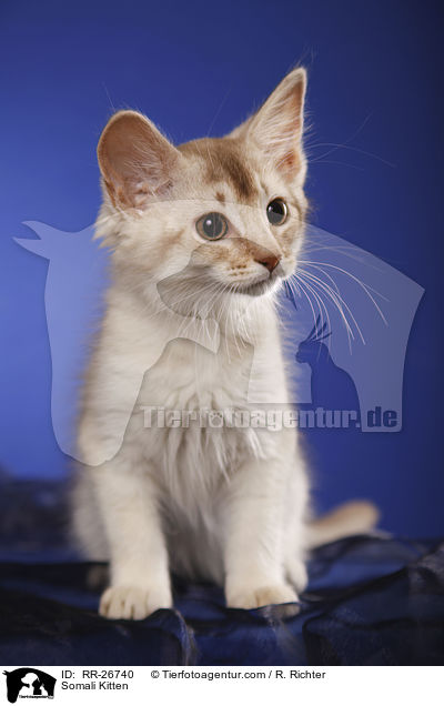 Somali Ktzchen / Somali Kitten / RR-26740