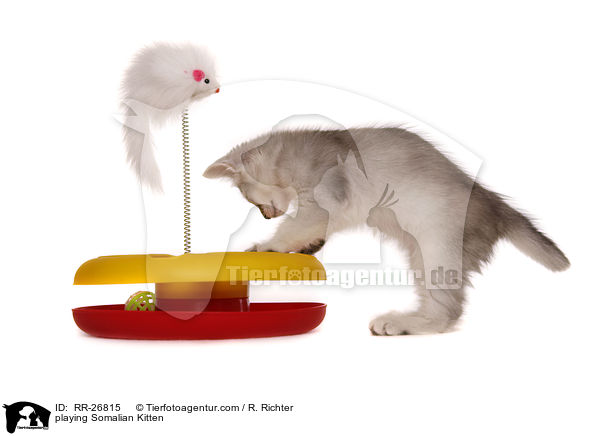 spielendes Somali Ktzchen / playing Somalian Kitten / RR-26815