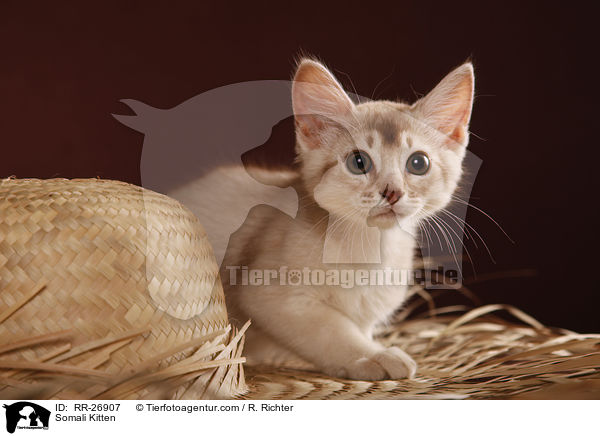 Somali Ktzchen / Somali Kitten / RR-26907