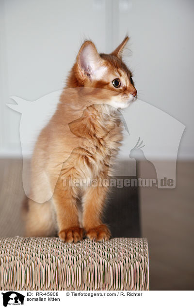 Somali Ktzchen / somalian kitten / RR-45908