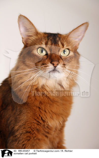 Somali Portrait / somalian cat portrait / RR-45957