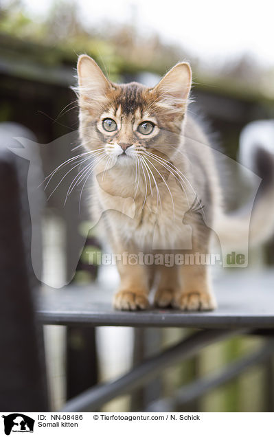 Somali Ktzchen / Somali kitten / NN-08486