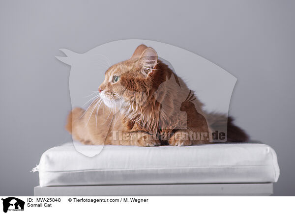 Somali Katze / Somali Cat / MW-25848