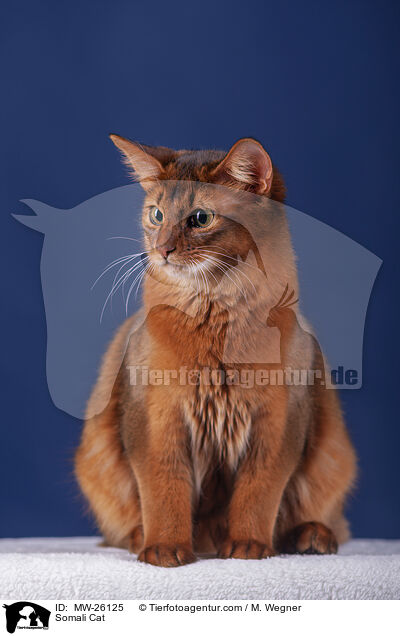 Somali Katze / Somali Cat / MW-26125