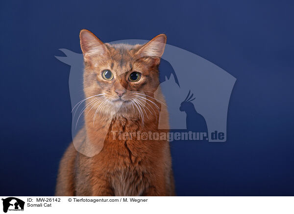 Somali Katze / Somali Cat / MW-26142