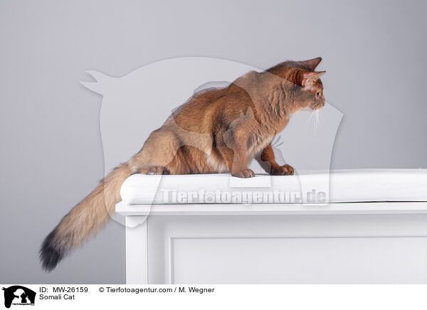 Somali Katze / Somali Cat / MW-26159