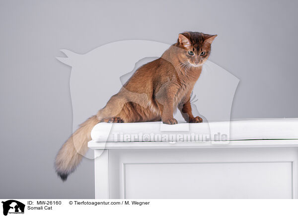 Somali Katze / Somali Cat / MW-26160