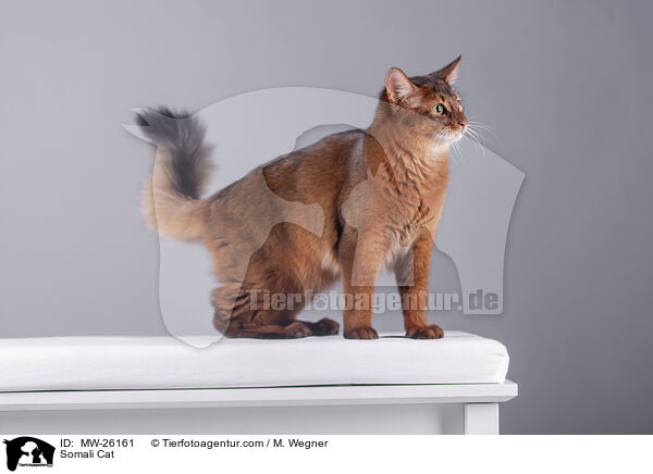 Somali Katze / Somali Cat / MW-26161